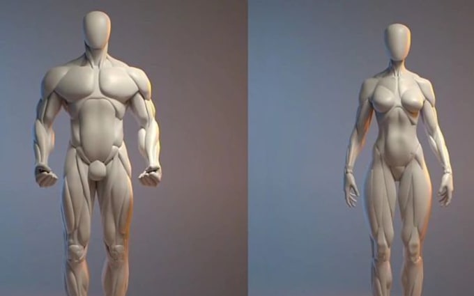 create realistic 3d human anatomy model character rig morph target muscle body