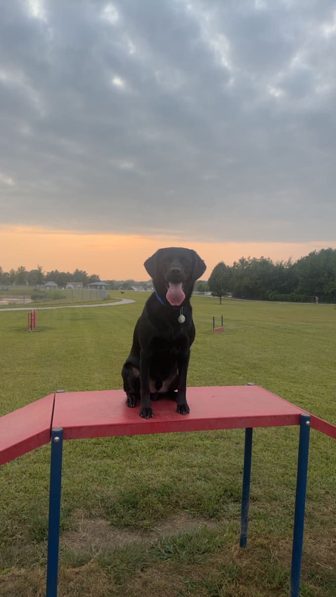 create authentic dog content for your pet brand