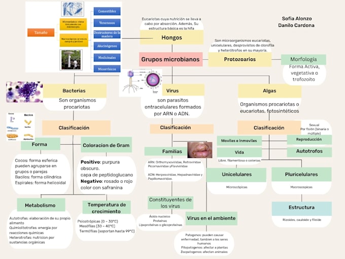 create professional medical presentations for students
