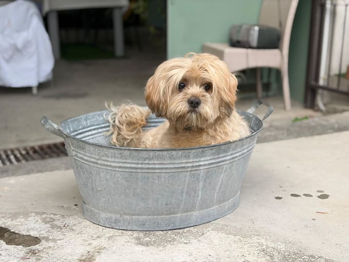 create engaging pet ugc videos for your brand