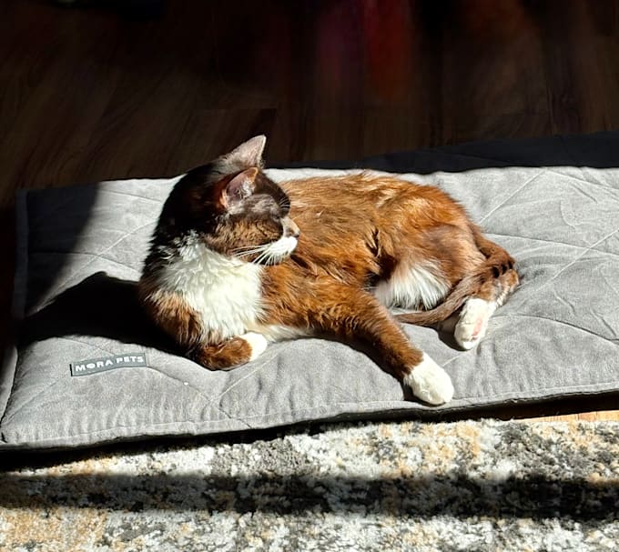 create scroll stopping ugc for cat brands and more
