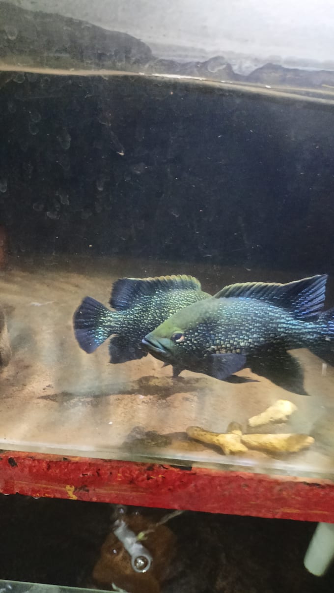 write expert african cichlid breeding articles