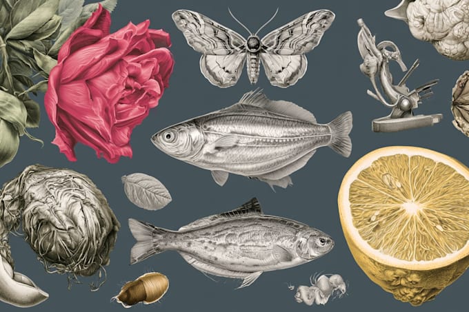 draw realistic scientific and wildlife illustrations