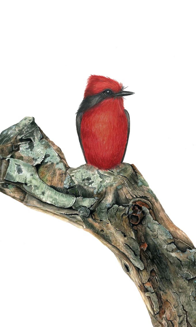 create stunning realistic wildlife illustrations