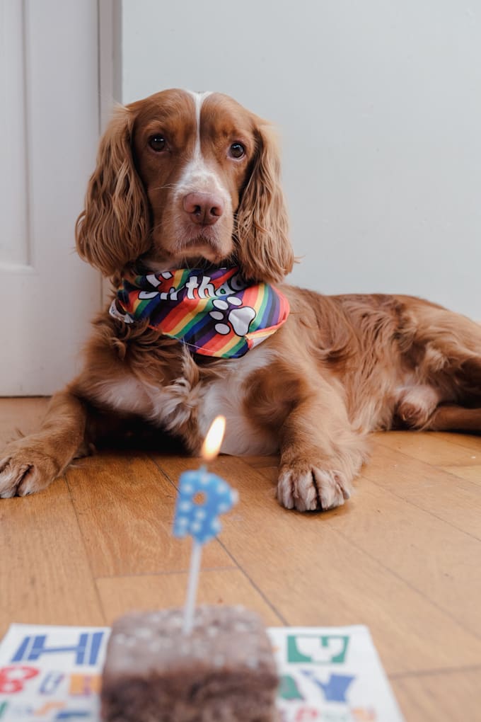 create authentic dog ugc videos for your pet brand