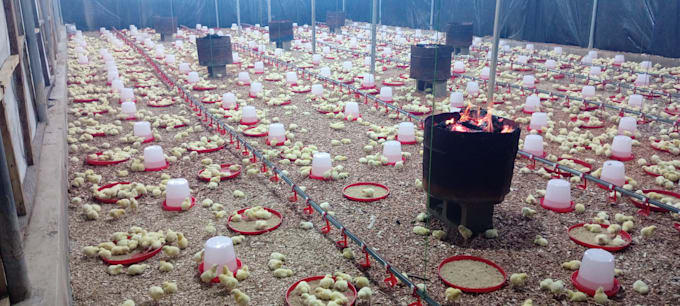 create a professional poultry farm business plan