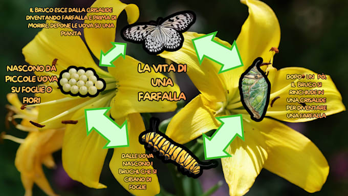 mappe concettuali  per esami e studio