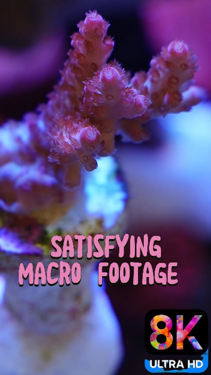 edit your videos professionally in davinci resolve or capcut