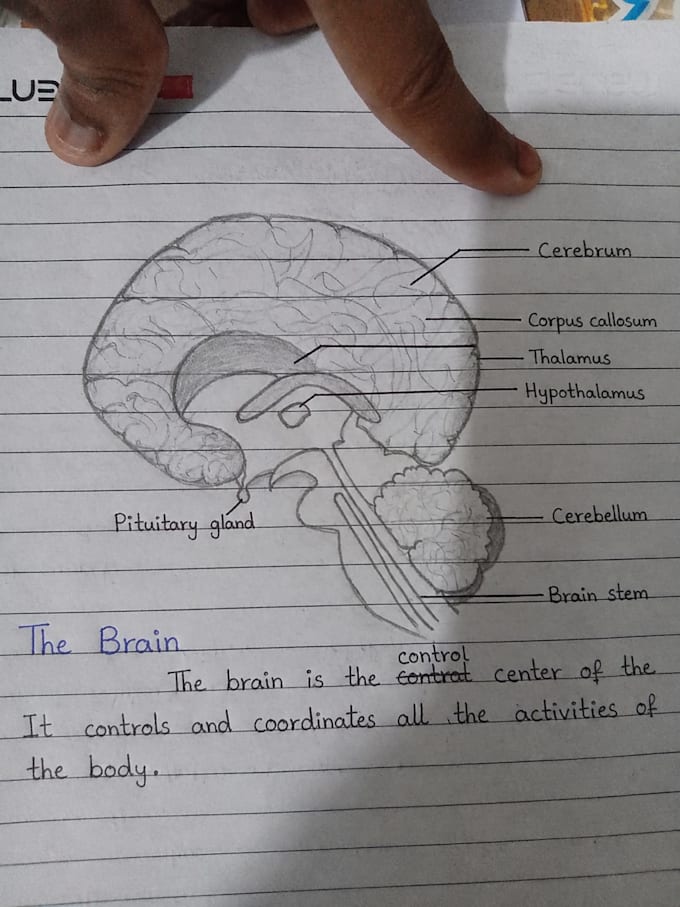 draw hand drawn science diagrams