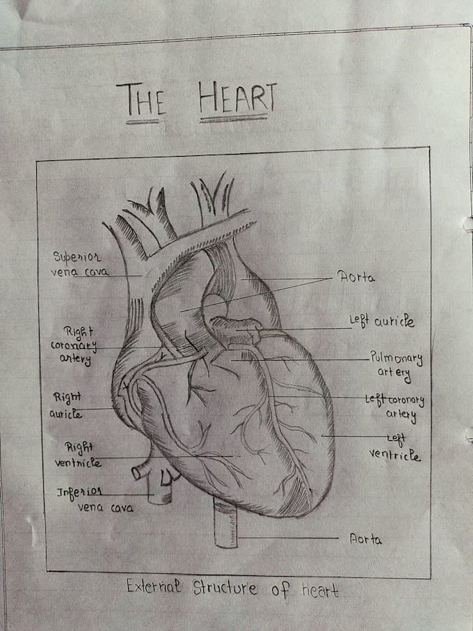 draw neat hand drawn heart diagrams
