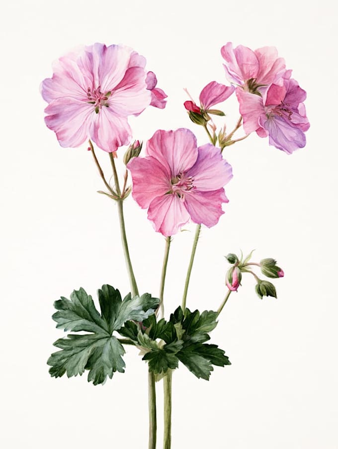 draw  a botanical illustration