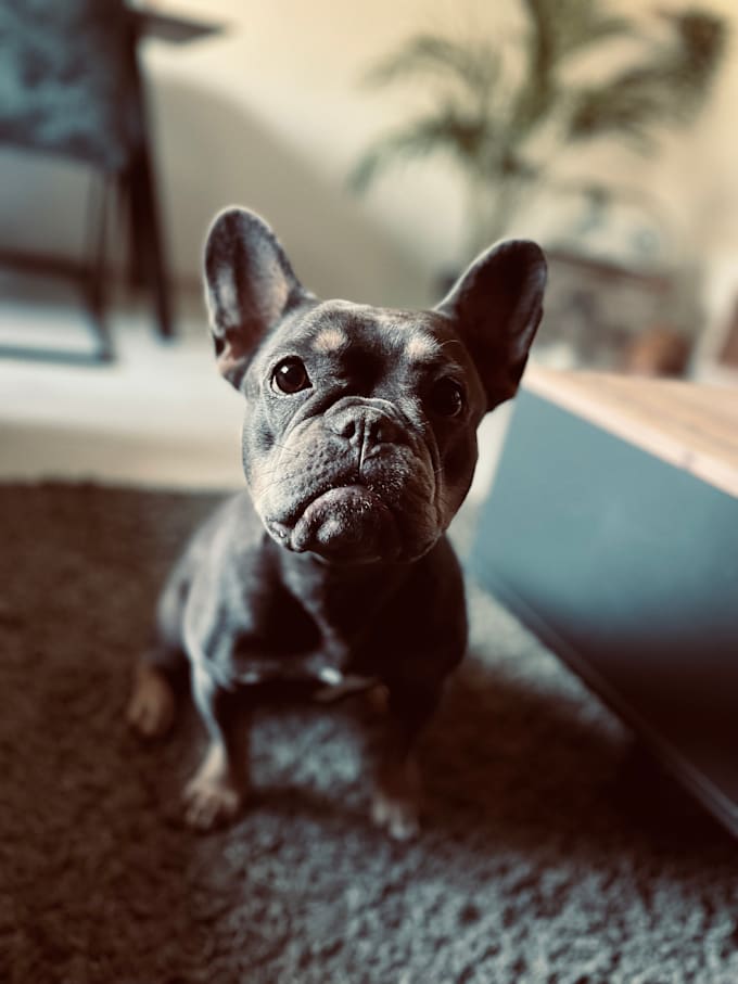 create high performing ugc pet videos in german