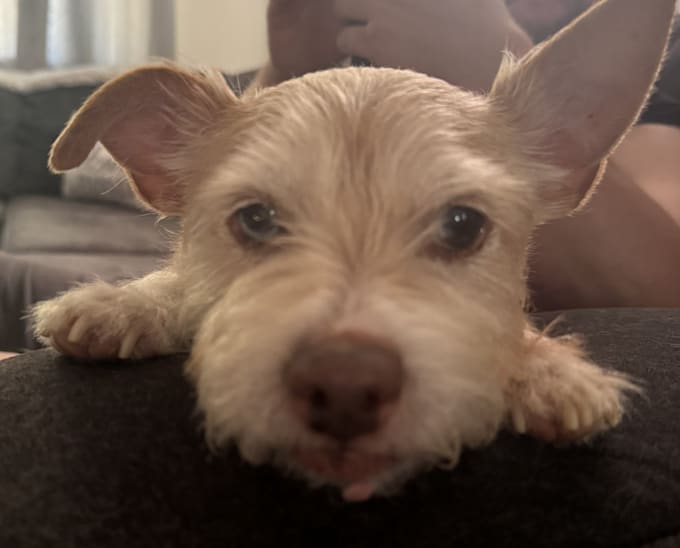 create a video with my dog for any dog products or services