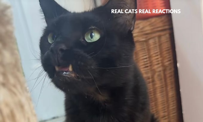 create authentic pet product ugc videos featuring my cats