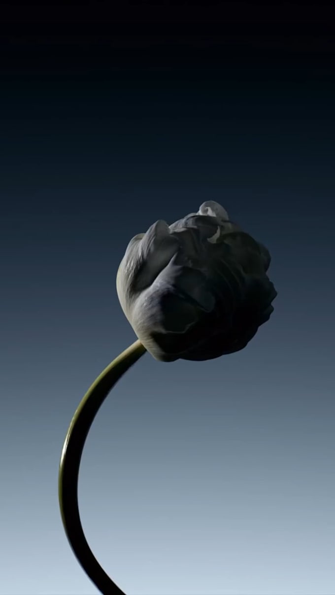 make 3d flower animation flower model plant model rendering 3d plant animation