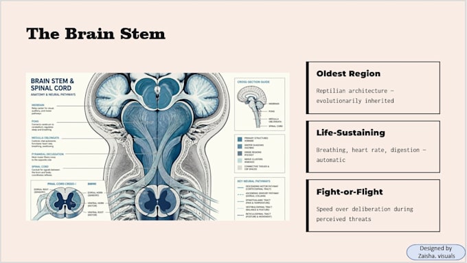design professional powerpoint presentations and pitch decks