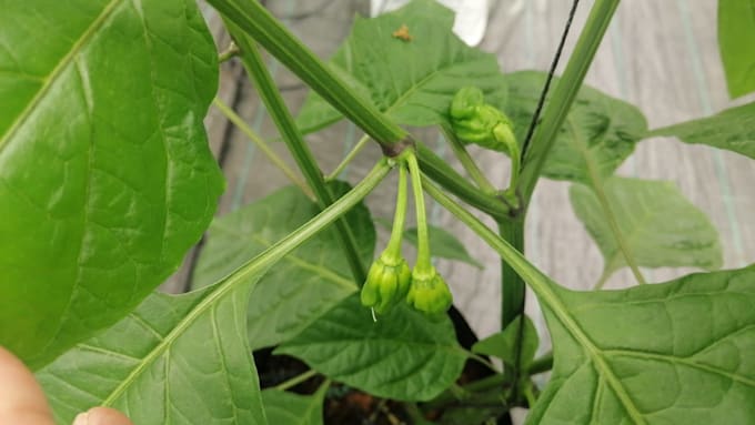 design irrigation and fertigation systems for grow bags