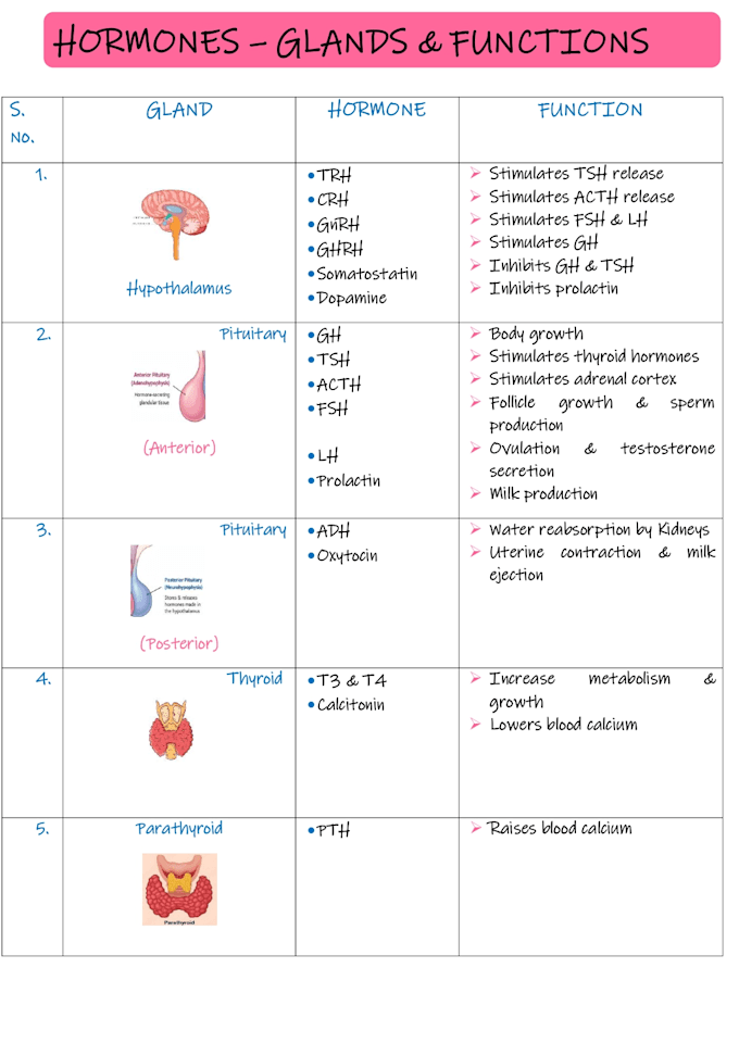 create aesthetic study notes summaries and notion guides