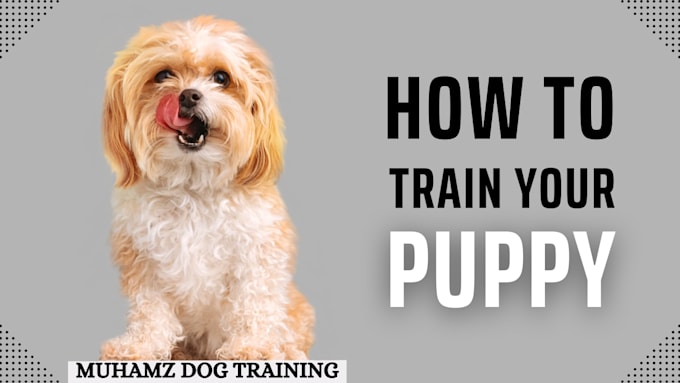 provide professional dog training and obedience training