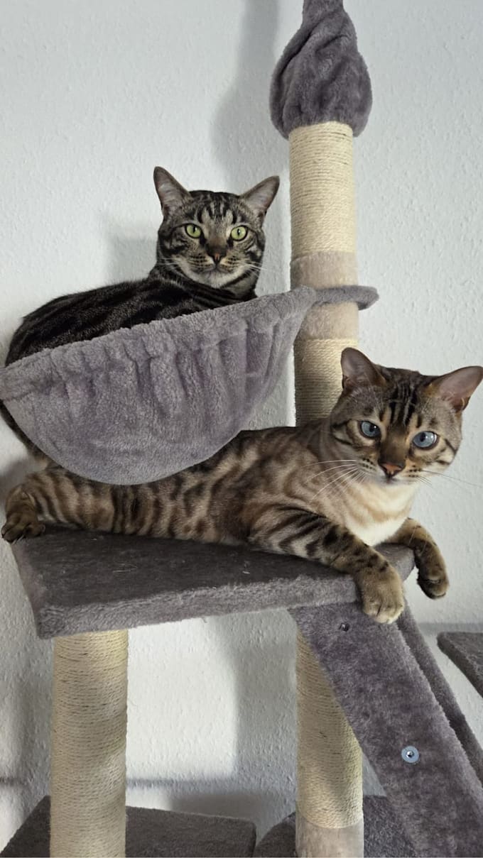 create authentic cat ugc videos for tiktok or meta in german