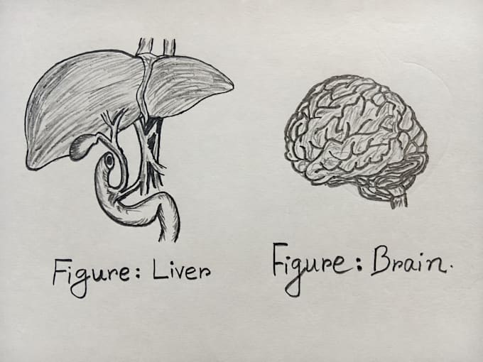 create neat hand drawn biological illustrations