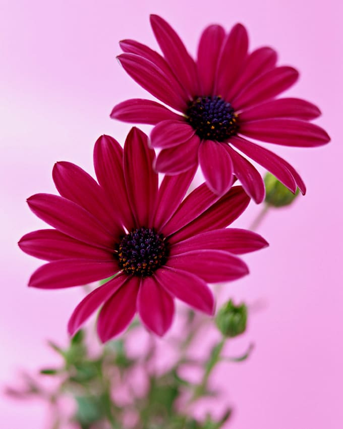 provide professional customer support and virtual assistance