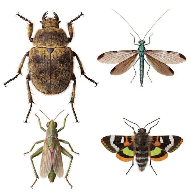 do realistic insect illustrations