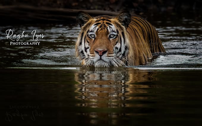 provide professional wildlife and nature photography