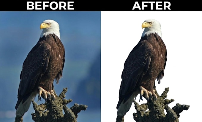 professional background removal and transparent png