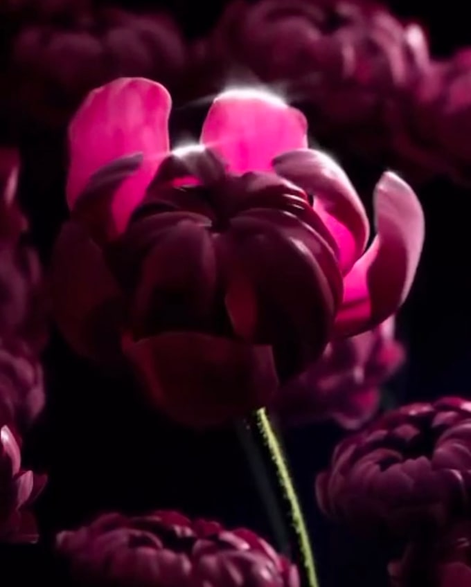 do 3d flower animation 3d jewelry animation 3d plant animation and rendering