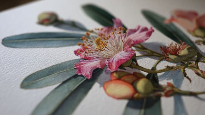 draw detailed botanical and floral illustrations