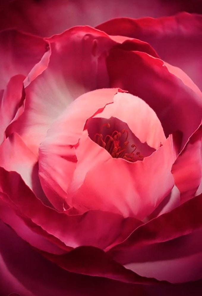 do custom  3d flower animation and realistic floral visuals
