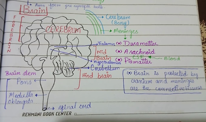 create biology diagrams and educational charts