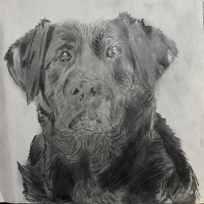 draw a realistic pencil portrait or pet drawing