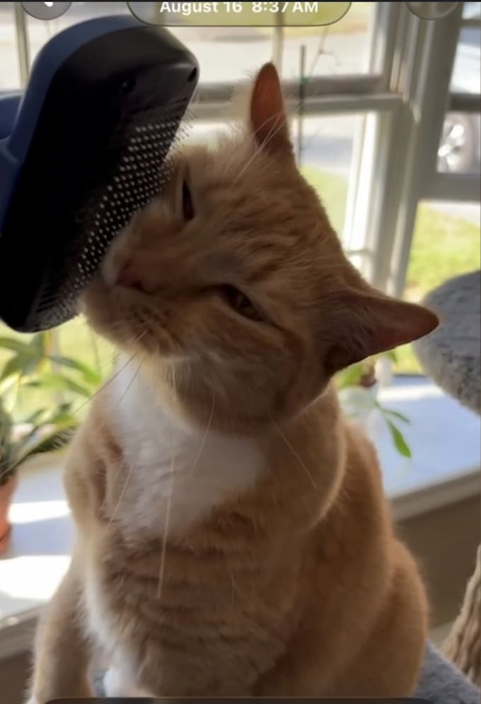 authentic ugc videos for your pet brand