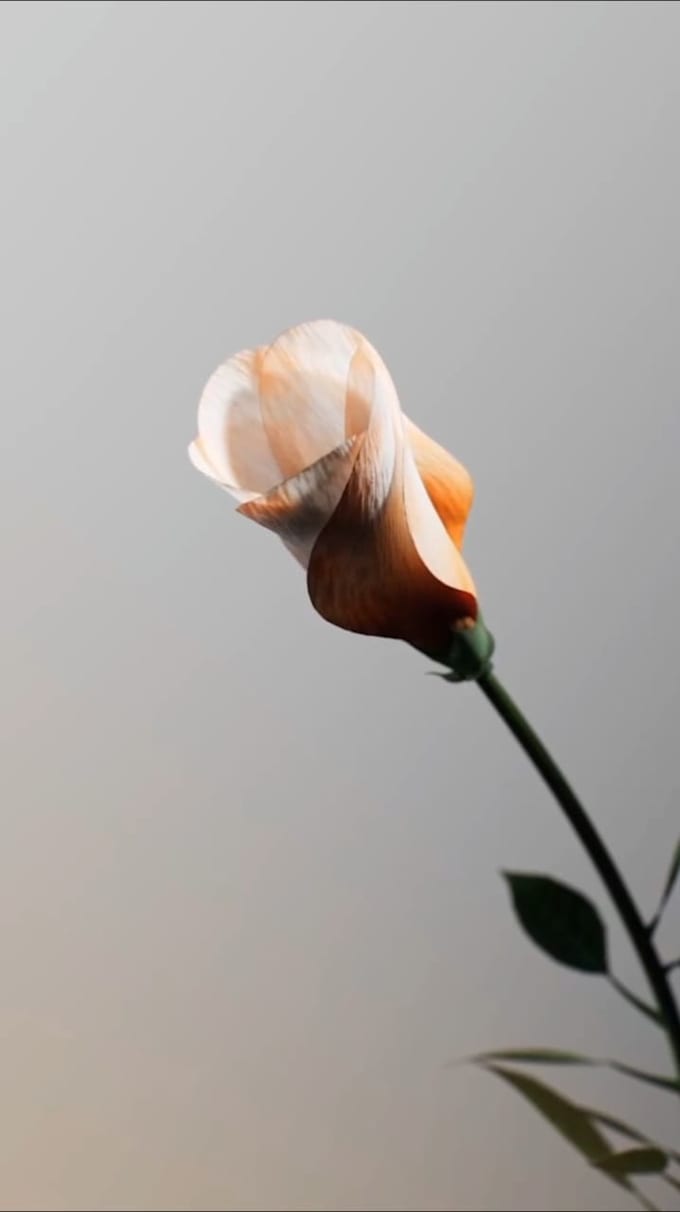 create realistic 3d flower animation 3d plant animation
