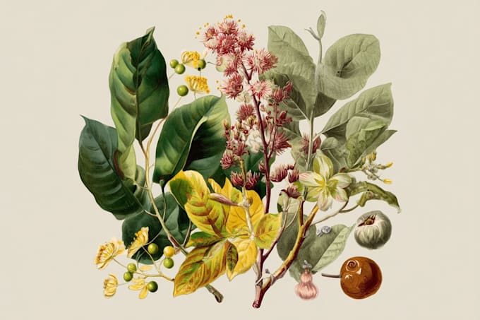 illustrate best botanical illustration
