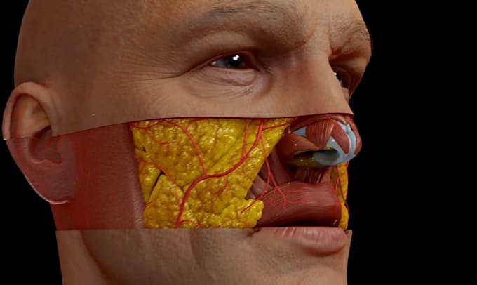 do 3d medical animation surgery anatomy medical device science explainer video