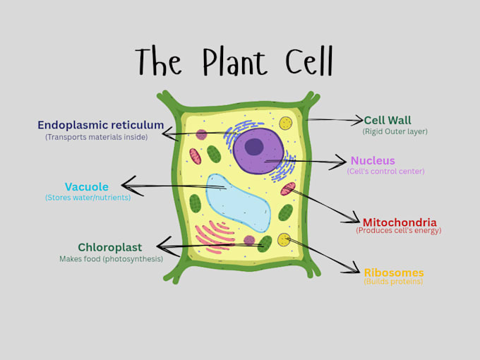 design colorful infographics and revision notes for students