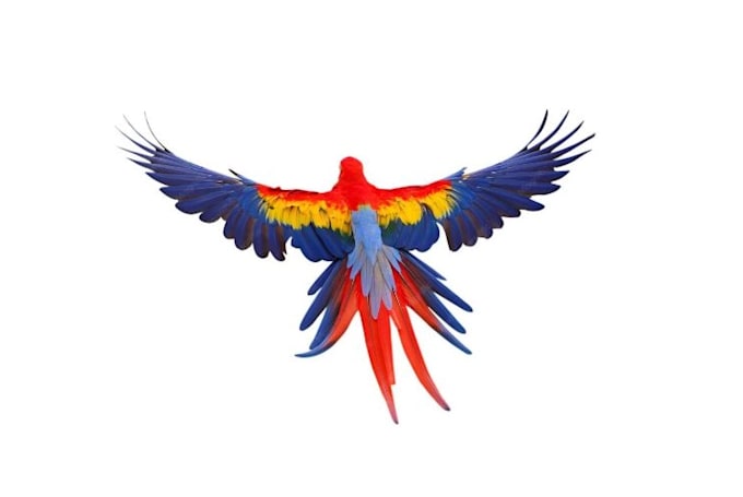 design a beautiful scarlet macaw parrot logo with feather artwork