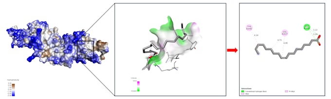 perform molecular docking and protein ligand interaction analysis