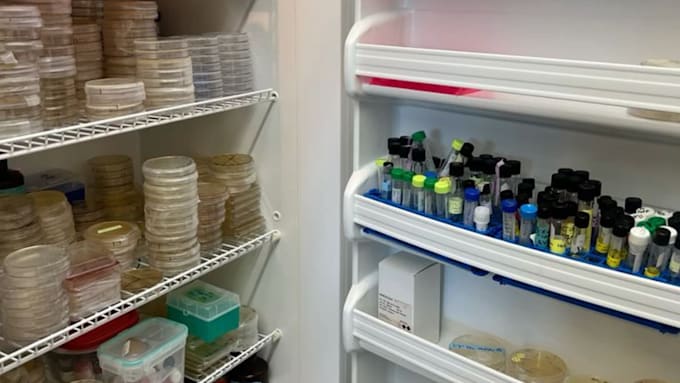 develop pharmaceutical formulations for tablets, capsules and liquids