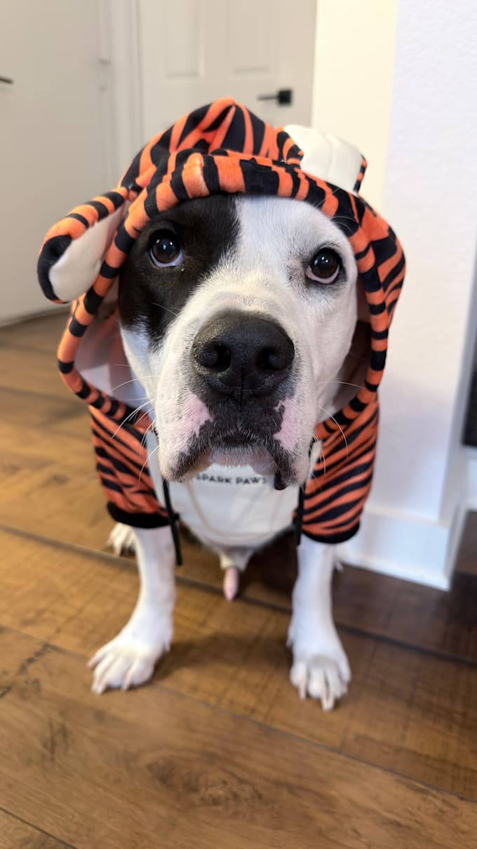 create pet focused ugc videos for your brand
