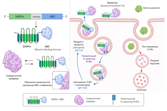 create scientific illustrations and graphical abstracts