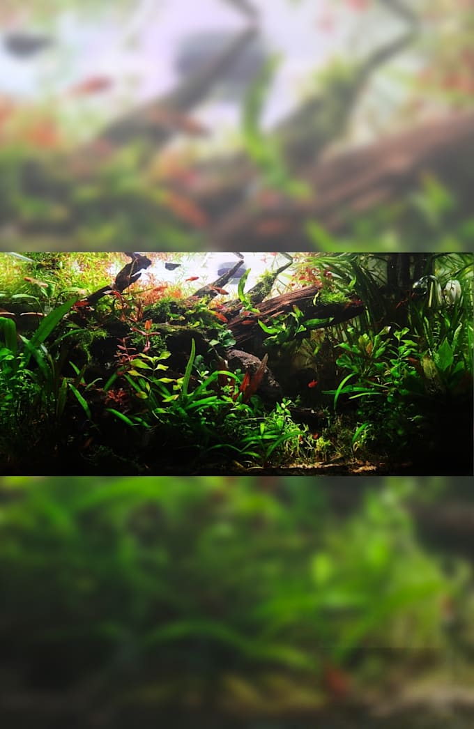 design a professional planted aquarium aquascape