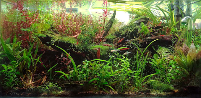 design a professional planted aquarium aquascape