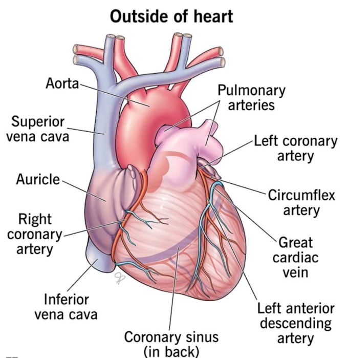 do online tutoring for making difficult medical knowledge into easy way