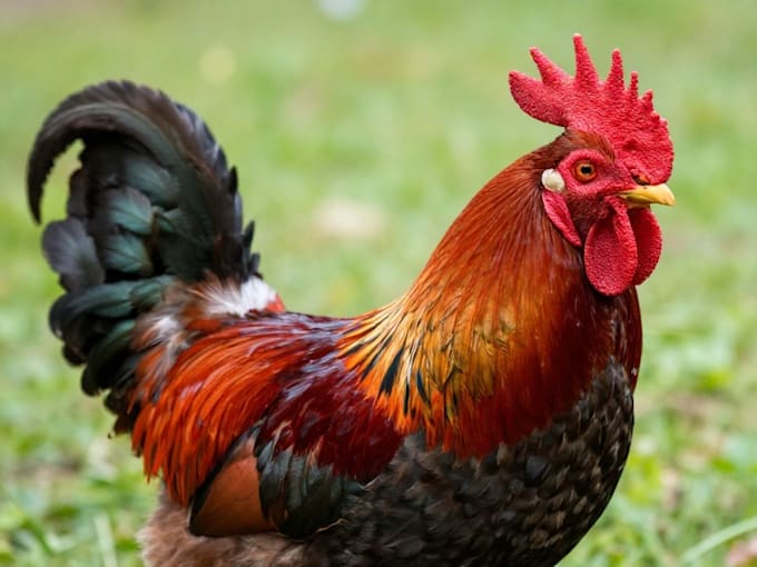 illustrate birds in photoshop