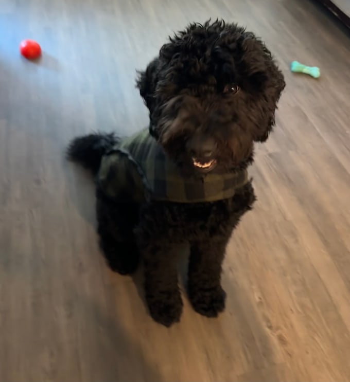 record ugc videos for dog products