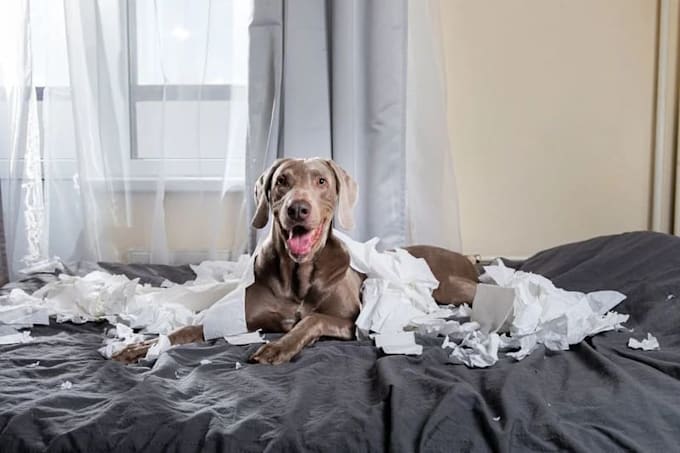 make a pet true crime podcast story
